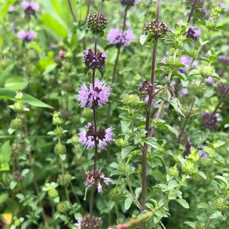 Pennyroyal - mentha pulegium | Mayernik Kitchen