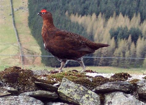 Red grouse – A guide to Irelands protected habitats & species