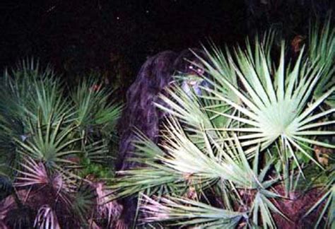 New Skunk Ape Sighting Reported in Florida