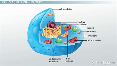 Nucleus of a Cell | Where is the Nucleus Located? - Lesson | Study.com