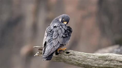 Peregrine Falcon Preening Video Clip , Stock Footage | VideoHive