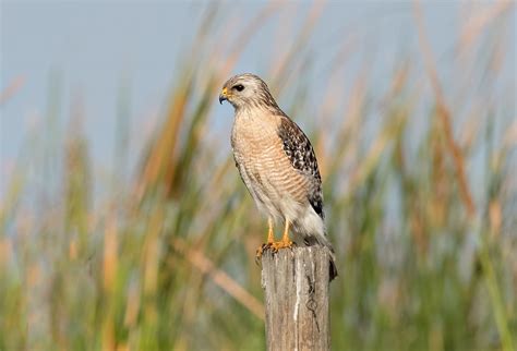 Florida Hawks & Falcons - Sharp-Eatman Nature Photography - Florida