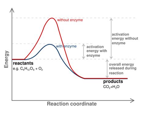 Reduction Of Activation Energy - Enzyme Structure And Function - MCAT Content