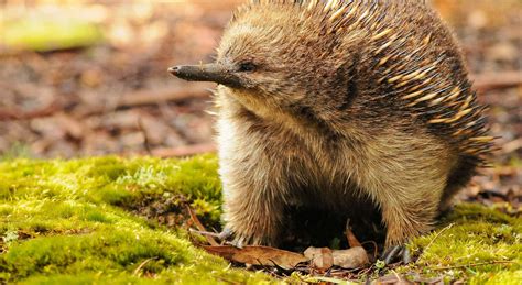 Echidna Habitat, Diet & Reproduction - Reptile Park