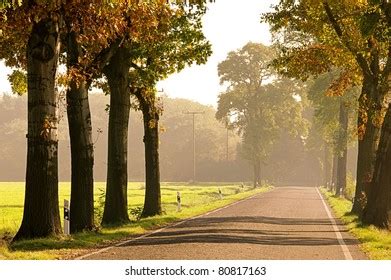 24,780 Autumn Avenue Trees Images, Stock Photos & Vectors | Shutterstock