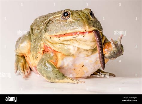 Huge bullfrog hi-res stock photography and images - Alamy