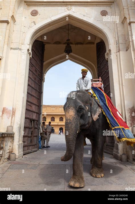 Elephant ride in Amer fort and palace, Rajasthan, Amer, India Stock Photo - Alamy