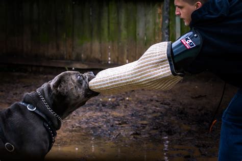 Cane Corso Protection Dog - Outlaw Kennel