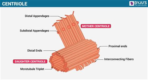 Centriole - Structure And Function of Centrioles