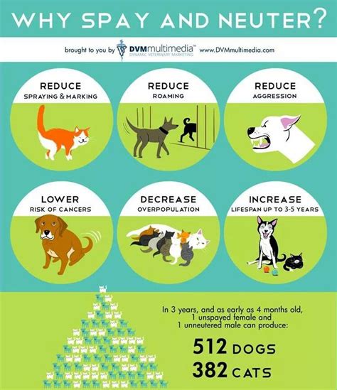 Spay/neuter | Pet safety, Neuter, Spay