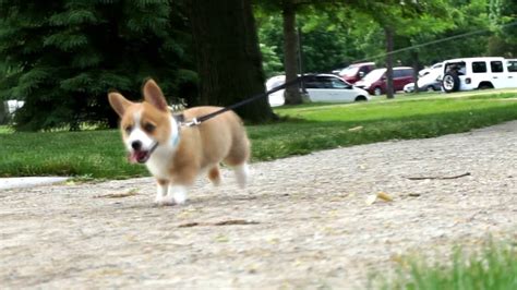 Corgi Puppy Running In Slow Motion - YouTube