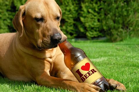 Dog Beer Is a Thing, And You Can Buy it in Northern Illinois Now