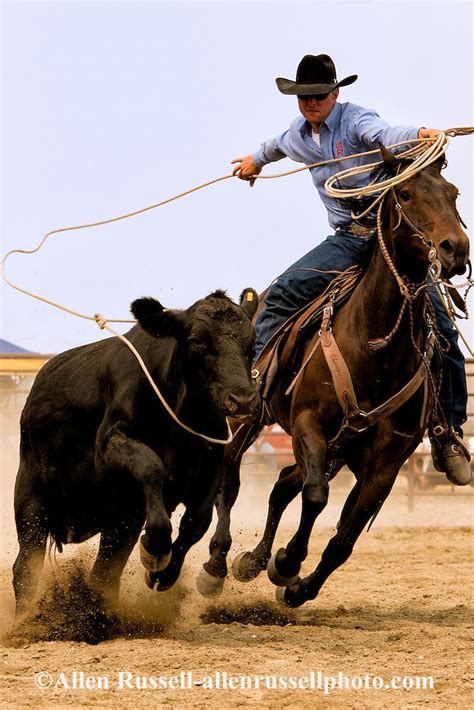 Kurt Mraz ropes at Wild Cow Milking competition at Wilsall Ranch Rodeo in Montana | Allen ...