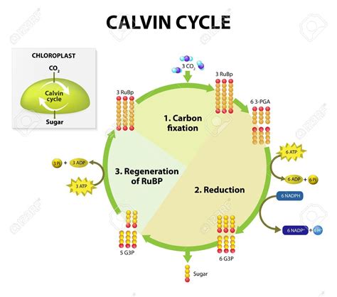 Calvin Cycle Diagram Worksheet - DIY Worksheet Lesson ideas