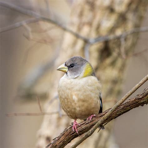 Evening Grosbeak - FeederWatch