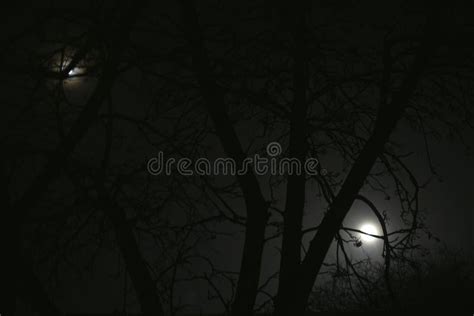 Moonlight at Night and Scary Tree Branches Stock Image - Image of ...