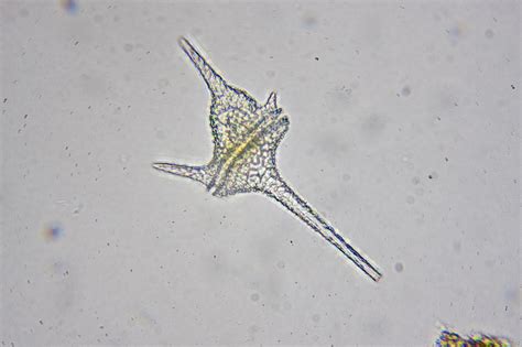 Ceratium Microscope