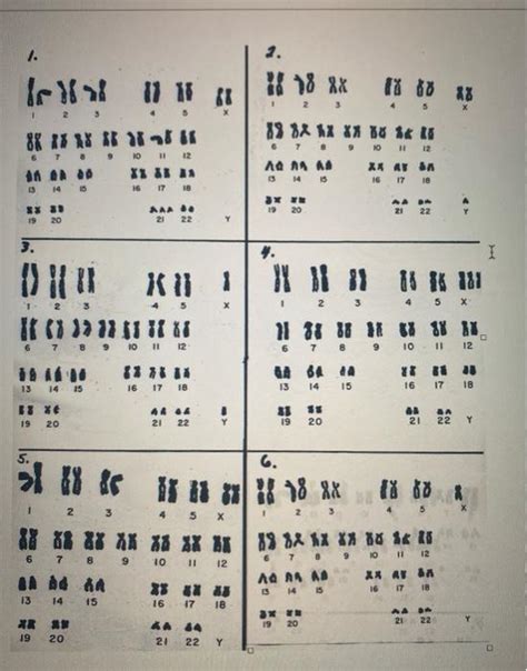 Solved For karyotypes 1-6 please list the number of | Chegg.com