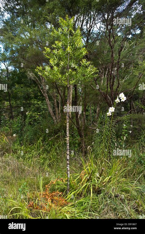 dh KAURI TREE New Zealand Kauri sapling Northland Stock Photo, Royalty Free Image: 57191407 - Alamy