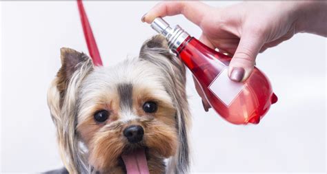 The Best Dog Deodorant Spray | Don't Waste Your Money