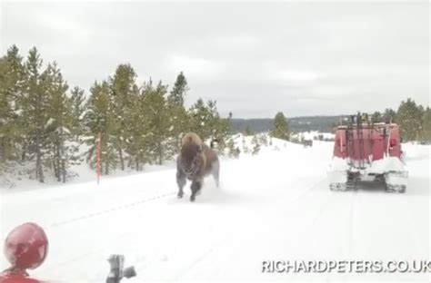 Charging Yellowstone bison leaves tourists in awe; video - Pete Thomas ...