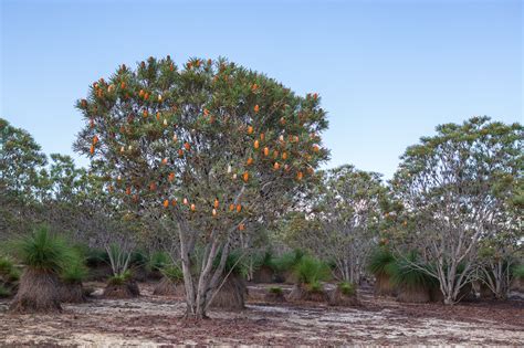 Saw-Tooth Banksia (Banksia prionotes) – Honkey Nuts