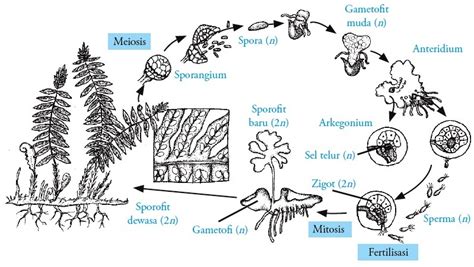 Reproduksi Tumbuhan Paku : Sebuah Penjelasan Singkat - EDUBIO