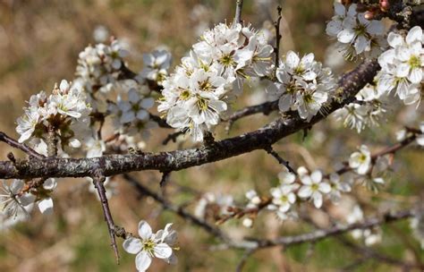 Blackthorn: the darkest wood – The Hazel Tree