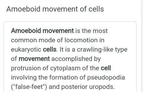 Amoeboid Motion