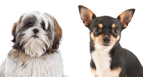 Chihuahua vs Shih Tzu - Which Small Pooch Is Right For You? - The Happy Puppy Site