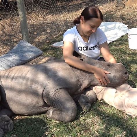 Video Baby rhino gets her cuddles in at animal sanctuary - ABC News