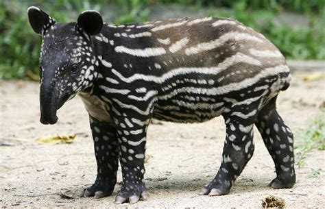 Tapir | Animal Wildlife