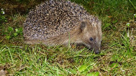 European Hedgehog | MarkEisingBirding