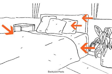 4 Places All Bed Bugs Hide In A House - Find Them Quickly And Easily - Backyard Pests