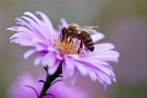 Cultivating a Sustainable Garden with Beekeeping | Greener Ideal