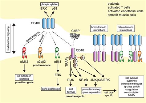 Frontiers | CD40L and Its Receptors in Atherothrombosis—An Update