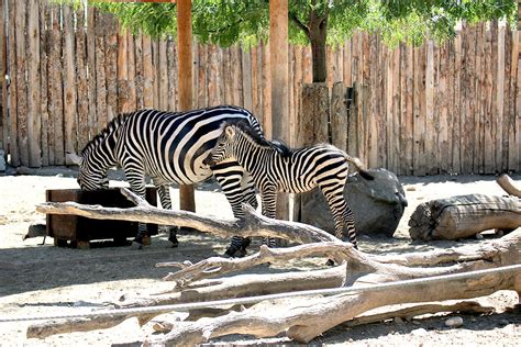 'Explosion' of baby animals at Idaho Falls Tautphaus Park Zoo | East Idaho News