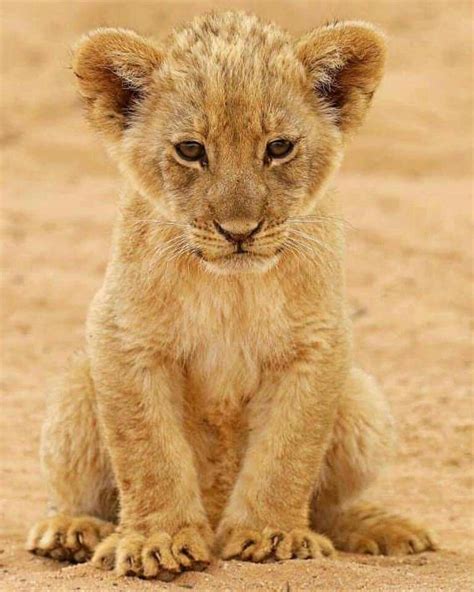 Such a little cutie | Baby animals pictures, Cute lion, Lion cub