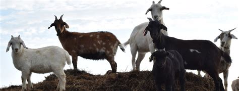 Ingin Jadi Peternak Kambing Sukses? Berikut Adalah Caranya - CPSSoft