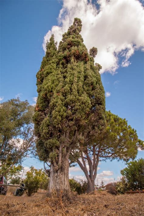 Why You Should Use Cypress Essential Oil! - The Organic Goat Lady