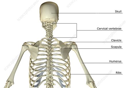 The bones of the upper body - Stock Image F001/9542 - Science Photo Library