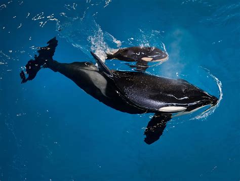 Laatste orka in gevangenschap SeaWorld geboren - NRC