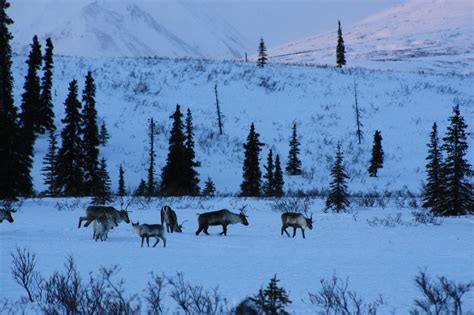 Winter in Alaska! - Bounding Over Our Steps