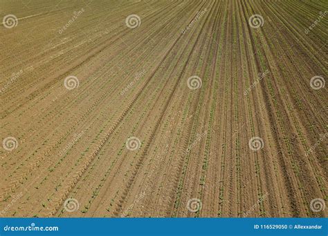 Aerial View of Corn Field. Top View Spring Corn Field Stock Photo - Image of background, leaf ...