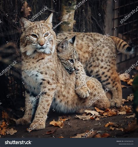 3,159 Lynx Cub Images, Stock Photos & Vectors | Shutterstock