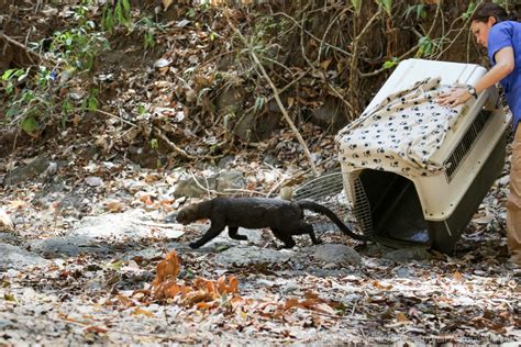 Jaguarundi Released - IAR Costa Rica