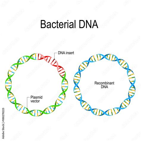 Plasmid and Recombinant Bacterial DNA. Stock Vector | Adobe Stock