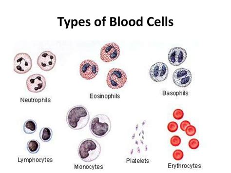 PPT - Types of Blood Cells PowerPoint Presentation, free download - ID:2916250