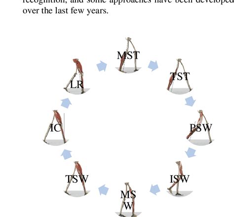 Eight phases of the human gait cycle | Download Scientific Diagram