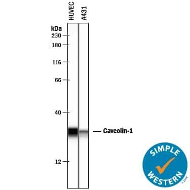 Caveolin-1 Antibody [Unconjugated] (AF5736): Novus Biologicals